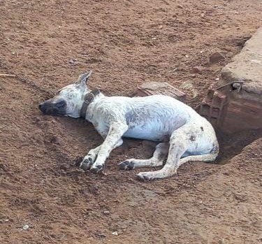 Envenenamento: moradores denunciam mortes de cães e gatos na zona rural