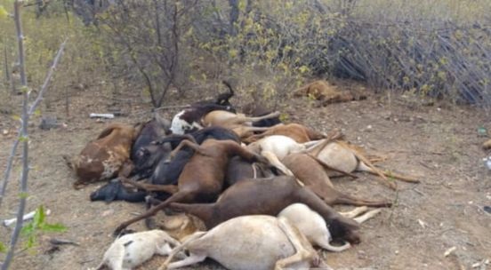 Chuvas fortes provocam a morte de dezenas de animais