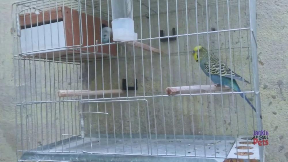 Polícia registra furto de uma gaiola com um pássaro no Bairro Padre Paulo
