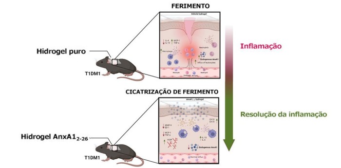 Unesp e Unifesp produzem hidrogel que melhora a cicatrização de feridas diabéticas