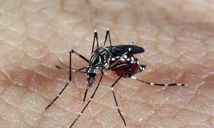 Brasil tem 391 mortes por dengue