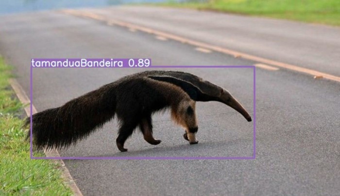 Sistema usa inteligência artificial para detectar animais na pista e evitar acidentes