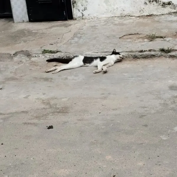 Gatos aparecem mortos no Bairro de Fátima