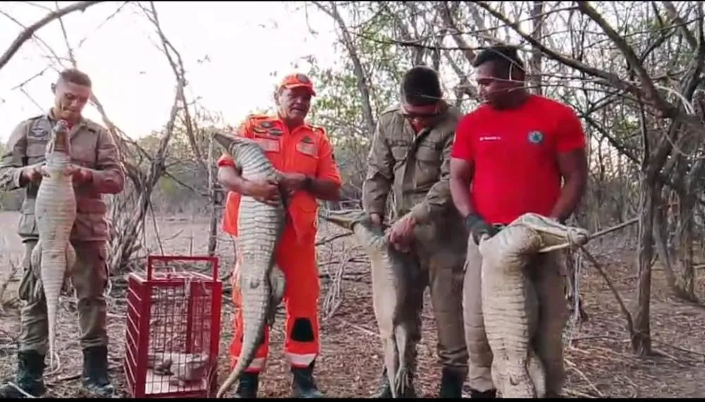  Bombeiros de Crateús capturam 9 jacarés em um cacimbão