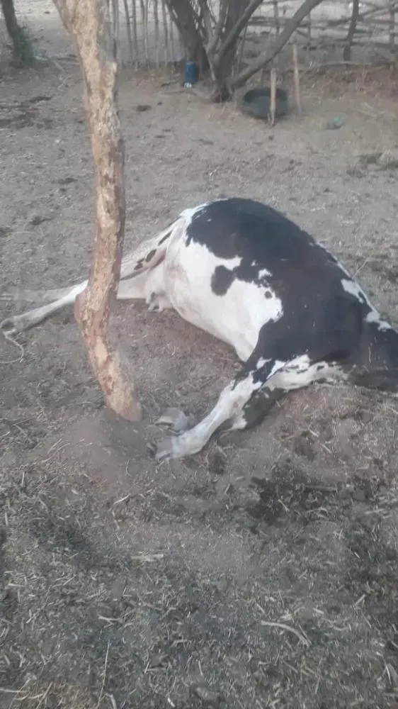 Furto de animais é registrado na Zona Rural 