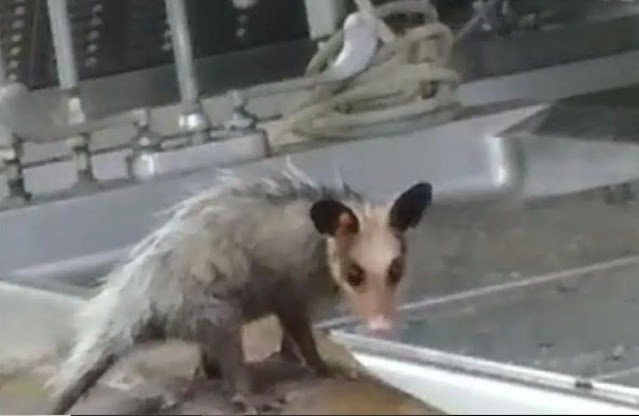 Gambá é flagrado comendo parte de corpo humano dentro de IML
