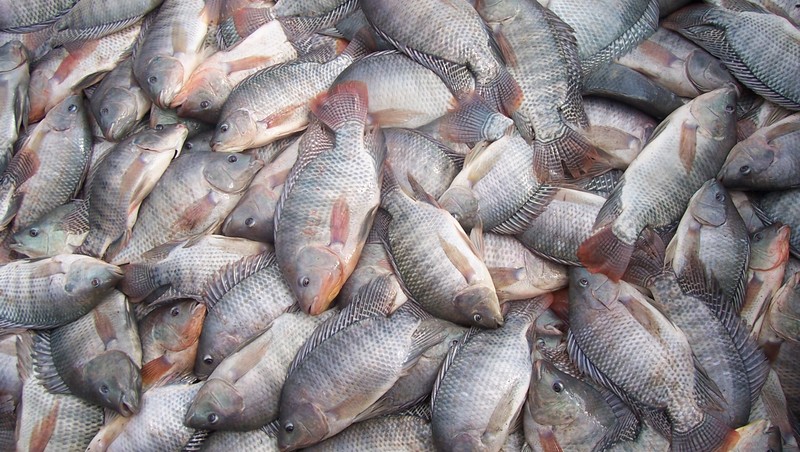 Peixaria é arrombada e furtada por desconhecidos
