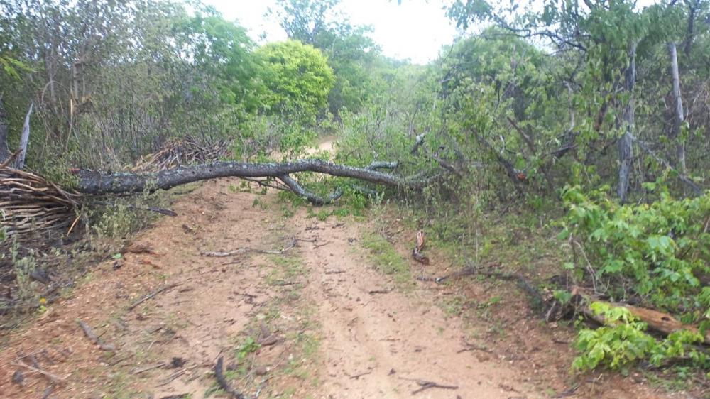 Ventania forte derruba árvores e interdita estrada