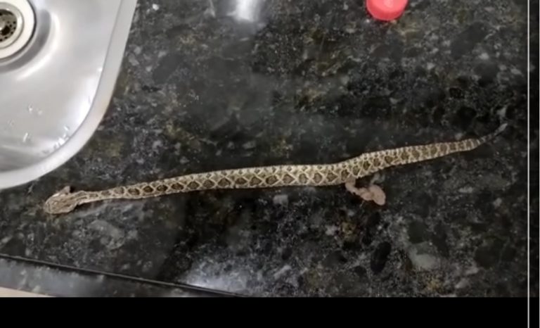 Criança de sete anos é picada por cobra cascavel no interior do Ceará