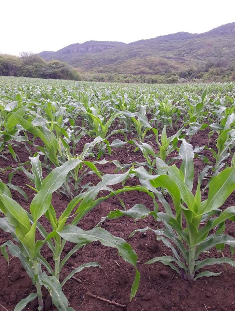 Agricultores otimistas com as chuvas no município