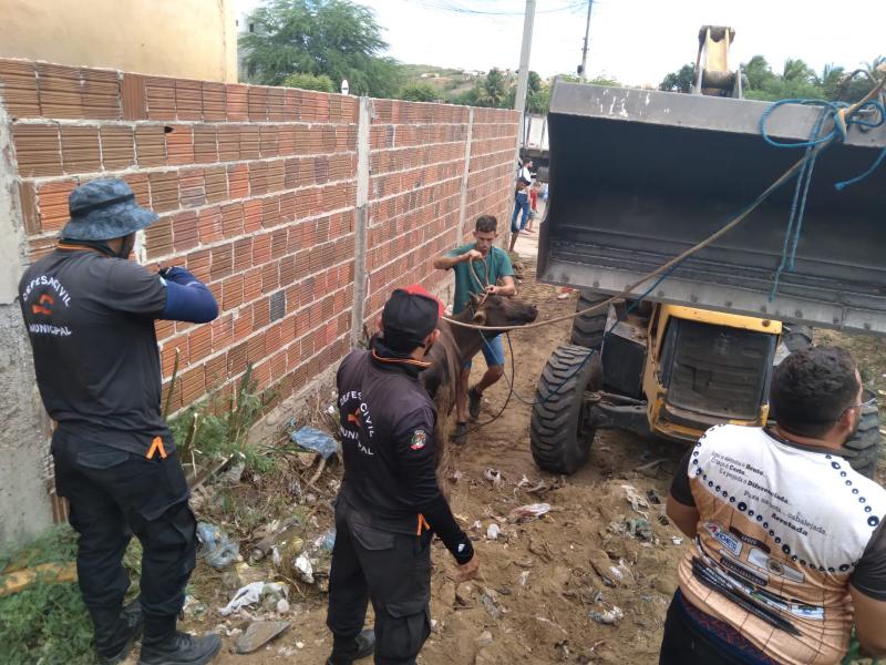 BOA VIAGEM: Defesa Civil de resgata novilha que caiu em um poço 